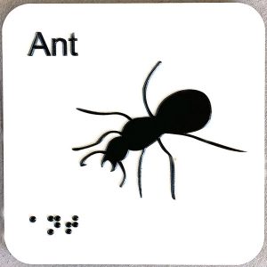ant ant